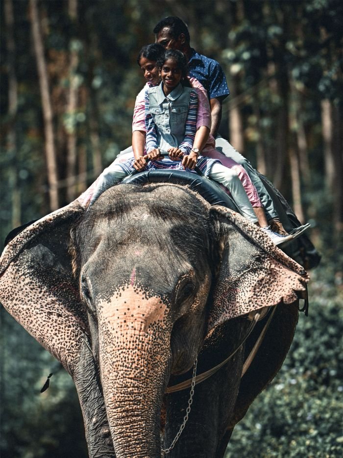 Mastering the First Impression: Your intriguing post title goes here Three people enjoying an elephant ride through a dense forest setting.